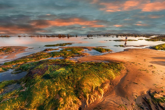 Sea Moss Harvest: How is Your Superfood Produced?
