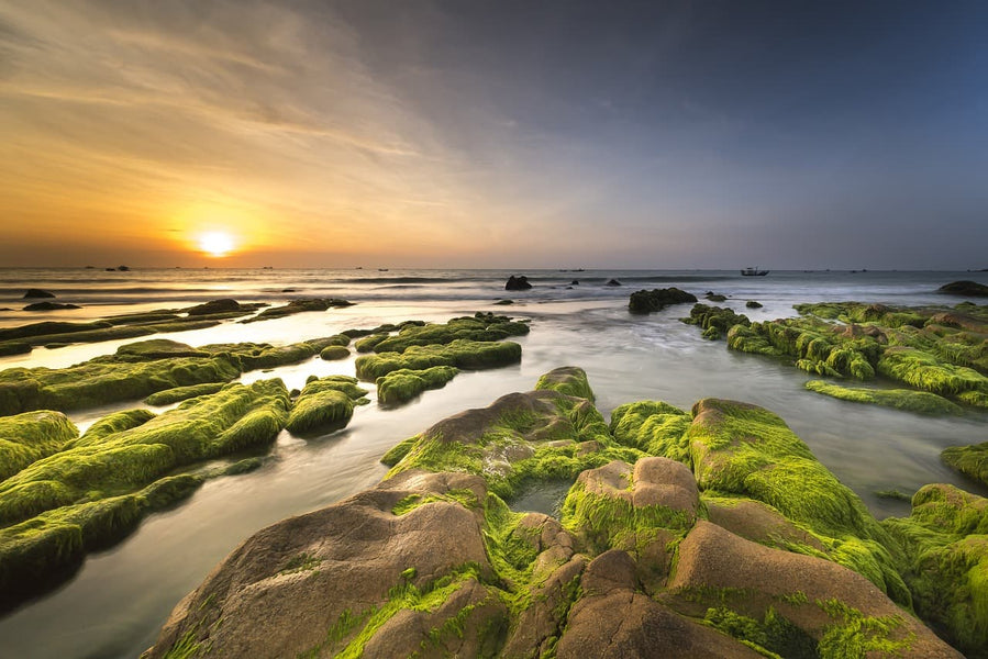 Eco-Conscious Sea Moss: How to Choose Sustainable Products?