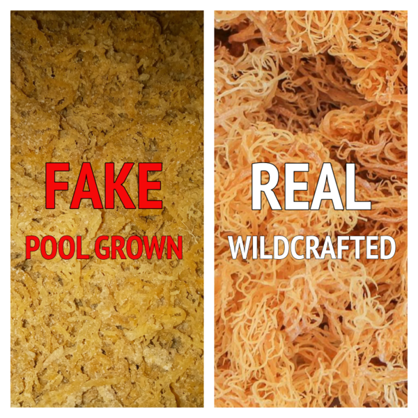 Wildcrafted & Pool-Grown Sea Moss: Real Vs. Fake