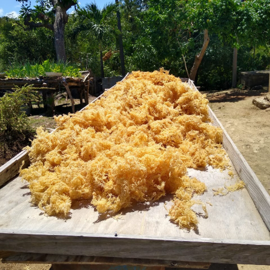 Raw Sea Moss Wholesale - Buy Sea Moss Bulk